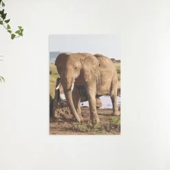 Schilderen op nummer – Safari Olifant – SEOS Shop ®