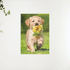 Schilderen op nummer – Labrador puppy met een bloem – SEOS Shop ®