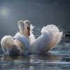 Schilderen op nummer – Zwanen in het water – SEOS Shop ®