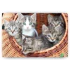 Schilderen op nummer – 5 Kittens samen in een mand – SEOS Shop ®