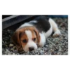 Schilderen op nummer – Beagle – SEOS Shop ®