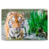 Schilderen op nummer – Bengaalse tijger – SEOS Shop ®