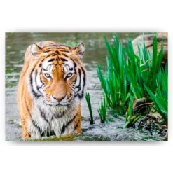 Schilderen op nummer – Bengaalse tijger – SEOS Shop ®