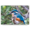 Schilderen op nummer – Blauwe Vogel – SEOS Shop ®