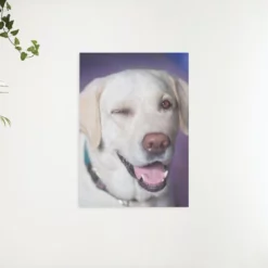 Schilderen op nummer – Hond met knipoog – SEOS Shop ®