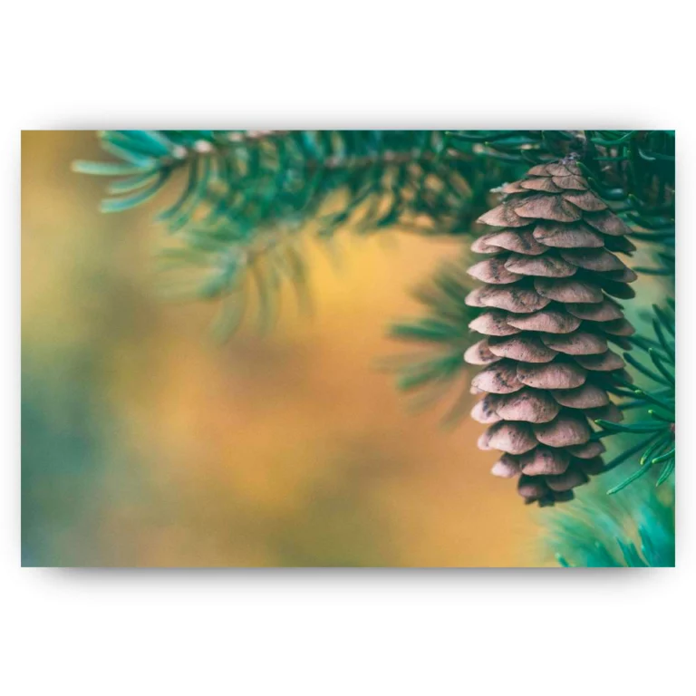 Schilderen op nummer – Kerstboom versiering Dennenappel – SEOS Shop ®