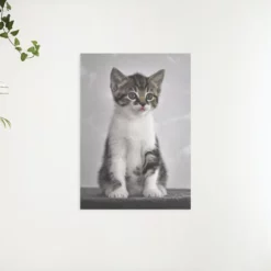 Schilderen op nummer – Kitten met grijze ogen – SEOS Shop ®
