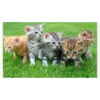 Schilderen op nummer – Kittens Volledig – SEOS Shop ®