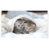 Schilderen op nummer – Kittens in Bed – SEOS Shop ®