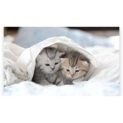 Schilderen op nummer – Kittens in Bed – SEOS Shop ®