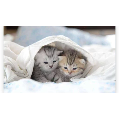 Schilderen op nummer – Kittens in Bed – SEOS Shop ®