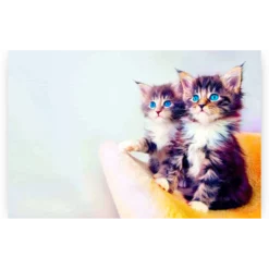 Schilderen op nummer – Kittens met blauwe ogen – SEOS Shop ®