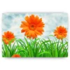 Schilderen op nummer – Oranje Margrieten – SEOS Shop ®