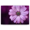 Schilderen op nummer – Paarse bloem – SEOS Shop ®