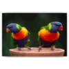 Schilderen op nummer – Papegaaien – SEOS Shop ®