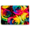 Schilderen op nummer – Regenboog Rozen – SEOS Shop ®