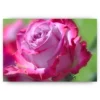 Schilderen op nummer – Roze Roos – SEOS Shop ®