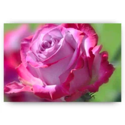 Schilderen op nummer – Roze Roos – SEOS Shop ®