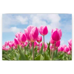 Schilderen op nummer – Roze tulpen – SEOS Shop ®
