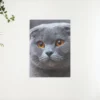 Schilderen op nummer – Schattige kijkende kitten – SEOS Shop ®