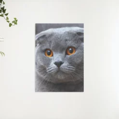 Schilderen op nummer – Schattige kijkende kitten – SEOS Shop ®