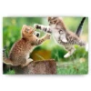 Schilderen op nummer – Spelende kittens – SEOS Shop ®