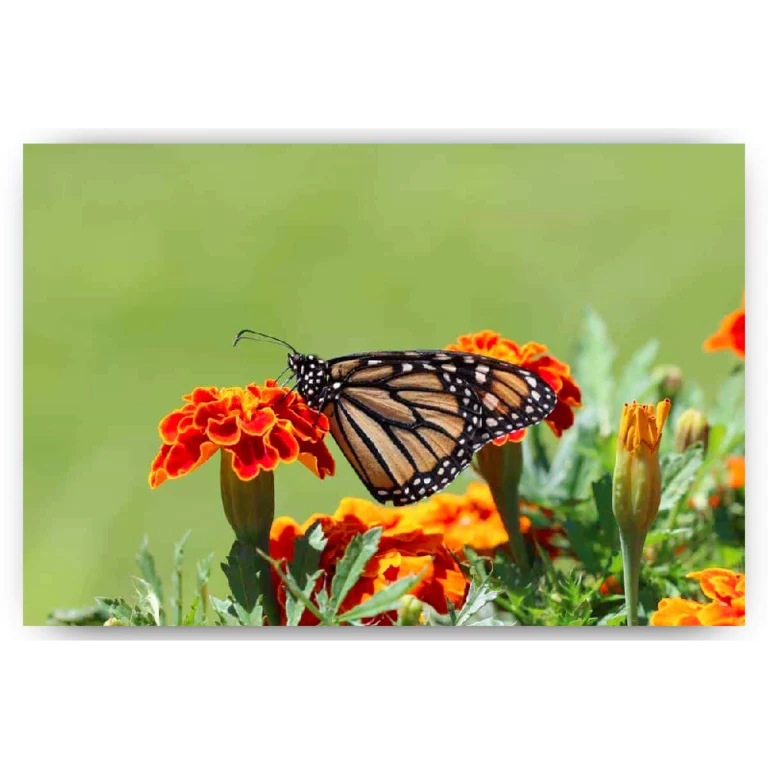 Schilderen op nummer – Vlinder – SEOS Shop ®