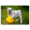 Schilderen op nummer – Witte bulldog met bal – SEOS Shop ®