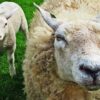 Schilderen op nummer – Twee schapen – SEOS Shop ®