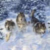 Schilderen op nummer – Drie wolven in de sneeuw – SEOS Shop ®