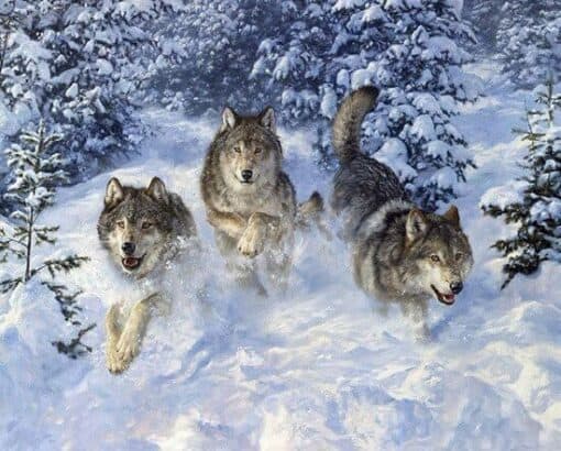 Schilderen op nummer – Drie wolven in de sneeuw – SEOS Shop ®