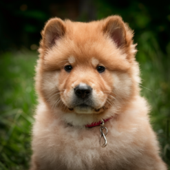 Gouden chow chow puppy