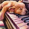 Puppy slaapt op piano