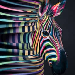 Regenboog Zebra