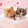 Knuffelende kittens met hartjes