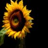 Caravaggio's Zonnebloem: Licht en Schaduw