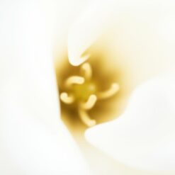 Zachte bloem in lichte lijnen