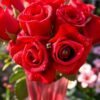 Valentijnsrozen in ochtenddauw
