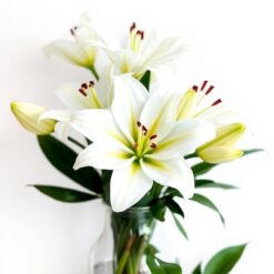 Witte Lelies, Open Bloei