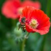 Wesp landt op gele zonnebloem