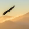 Zonovergoten buizerd boven korenveld