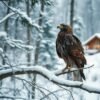Buizerd: Stille wacht in de zon