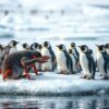 Kleine hoed, grote Yeti-krab