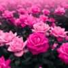 Roze rozenzee, zachte penseelstreken