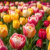 Tulpen in kleurrijke spiralen