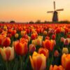Bloeiende tulpen bij zonsopgang