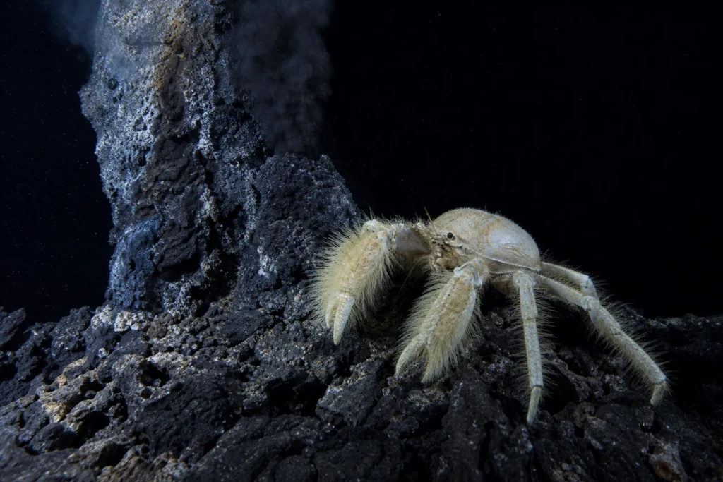 Yetikrab bij een hydrothermale bron