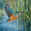 Hoofdafbeelding: Schilderen op nummer ijsvogel boven patina-blauw water