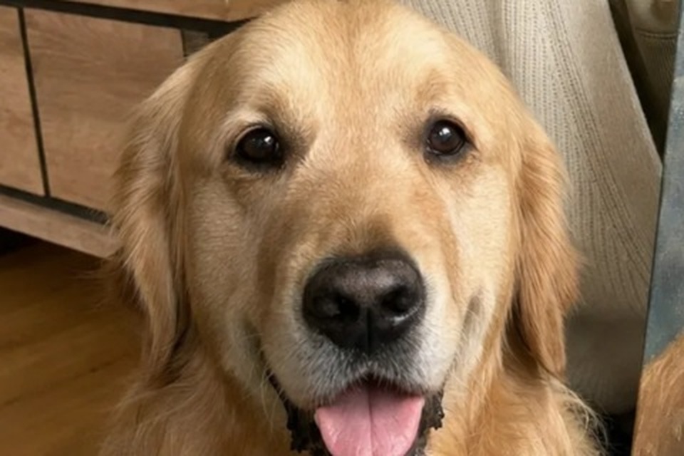 Foto van een golden retriever, het uitgangspunt voor een schilderpakket