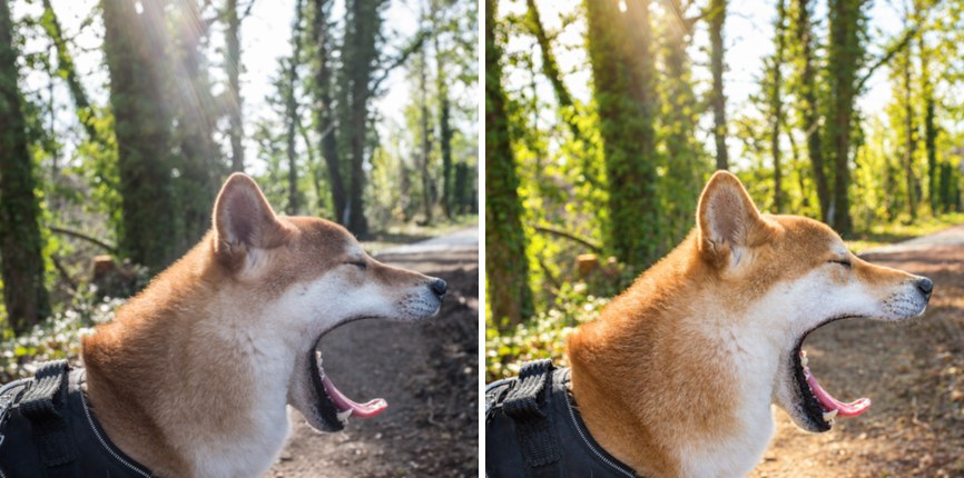 Het hoofd van de hond zij aan zij: links het origineel, rechts de generatieve bewerking met opnieuw getekende bek en vacht